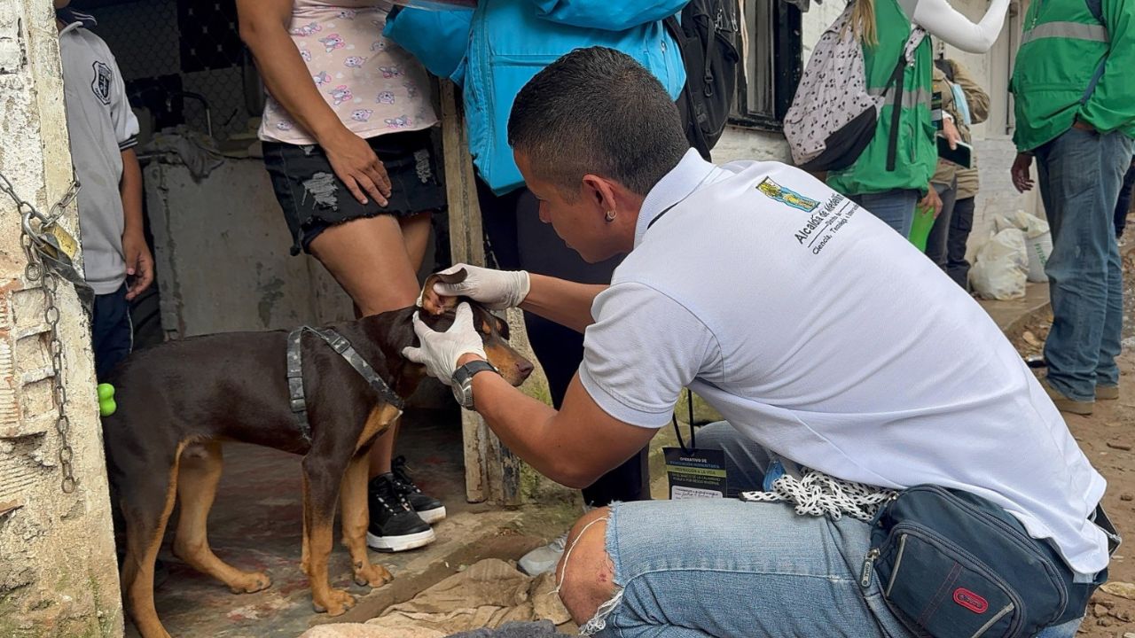 Despliegan operativo de rescate animal en zona de emergencia de Altavista