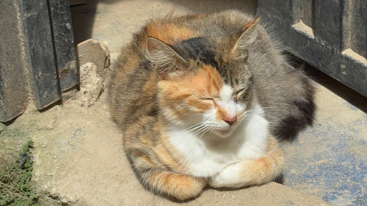 Despliegan operativo de rescate animal en zona de emergencia de Altavista