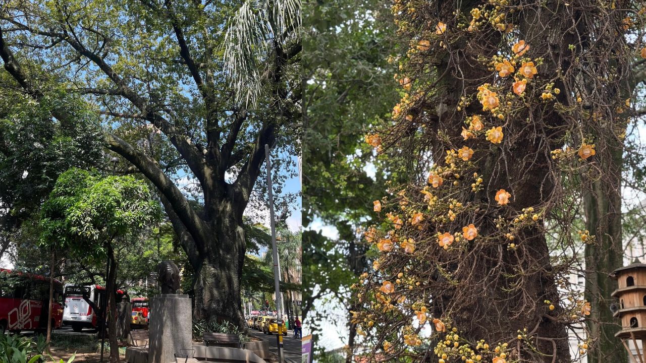 Más de 600 árboles patrimoniales reciben atención especializada en Medellín