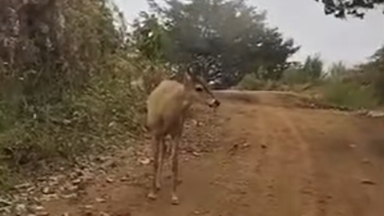 Venado avistado hace pocos días en zona rural de la Ceja