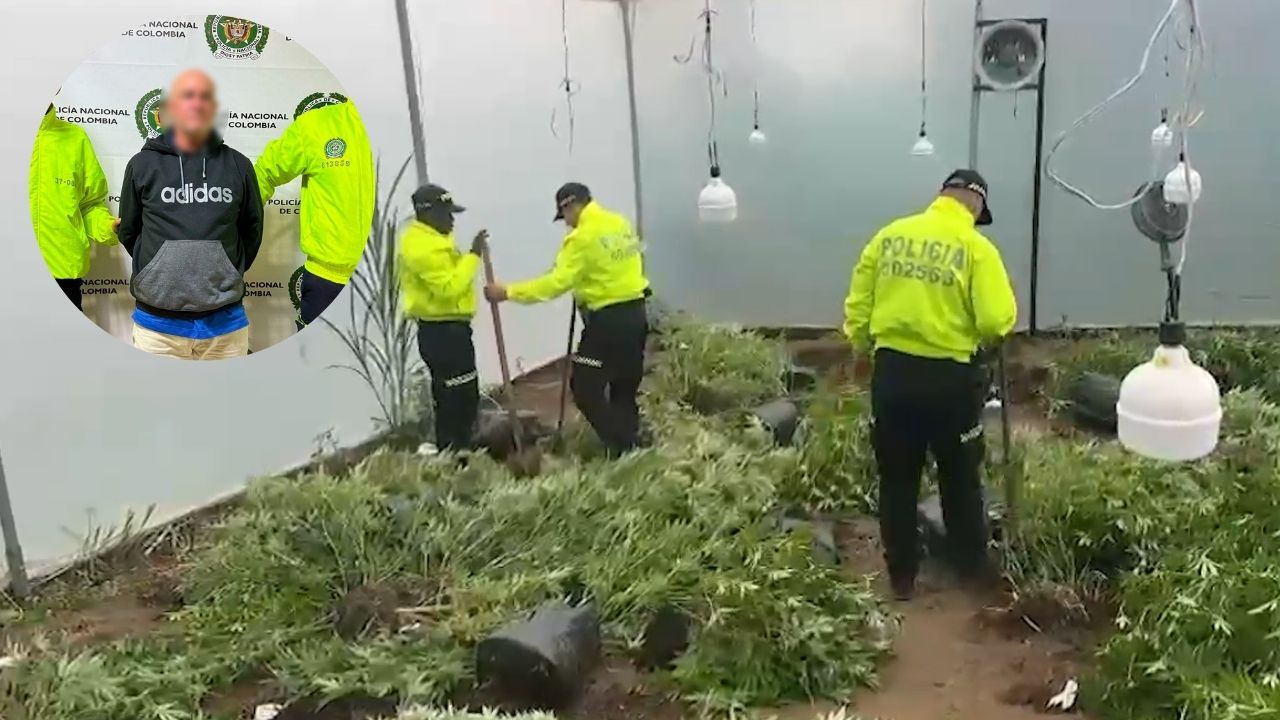 Hallaron un invernadero de marihuana ligado al GDO 'La Terraza'
