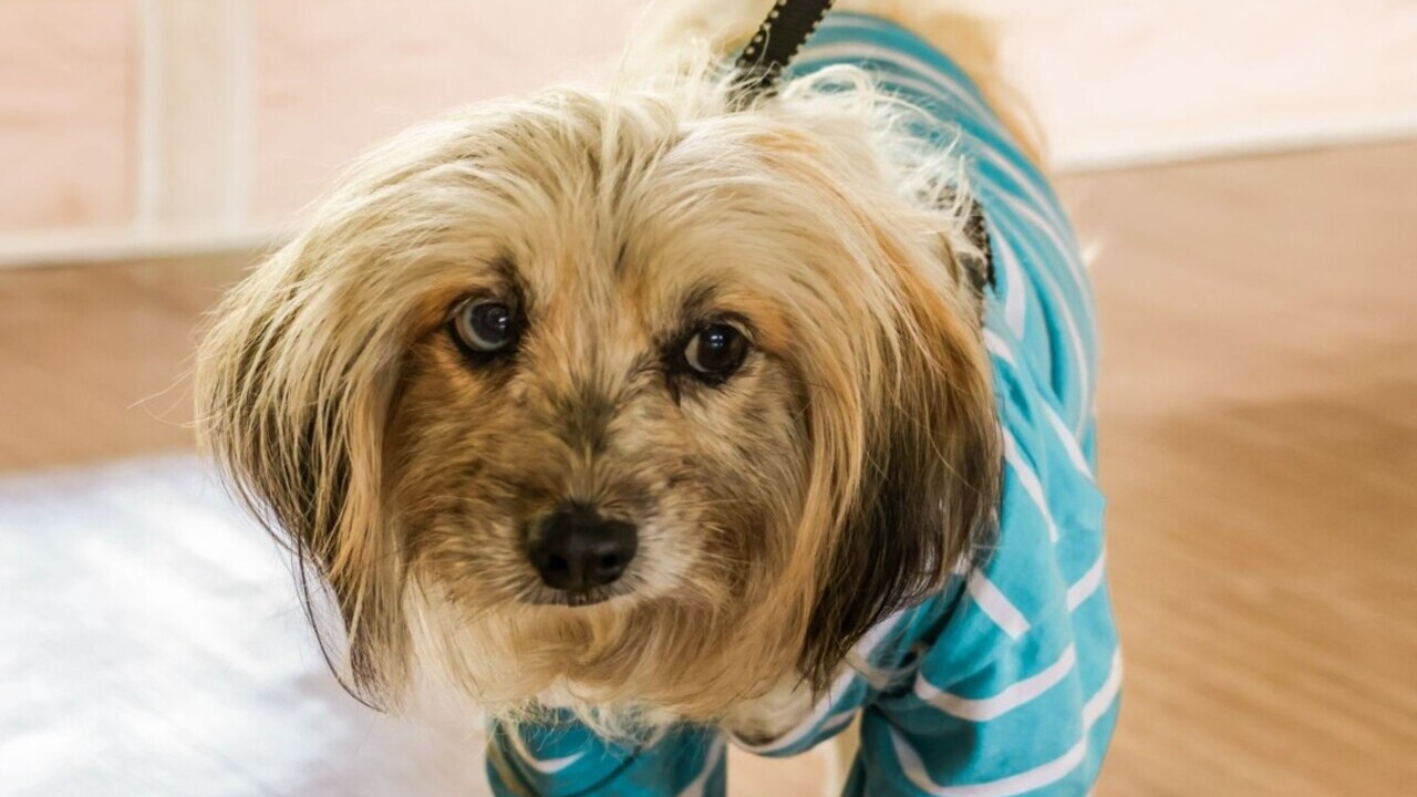 Sabaneta solicita apoyo para proteger a 22 mascotas afectadas por emergencias