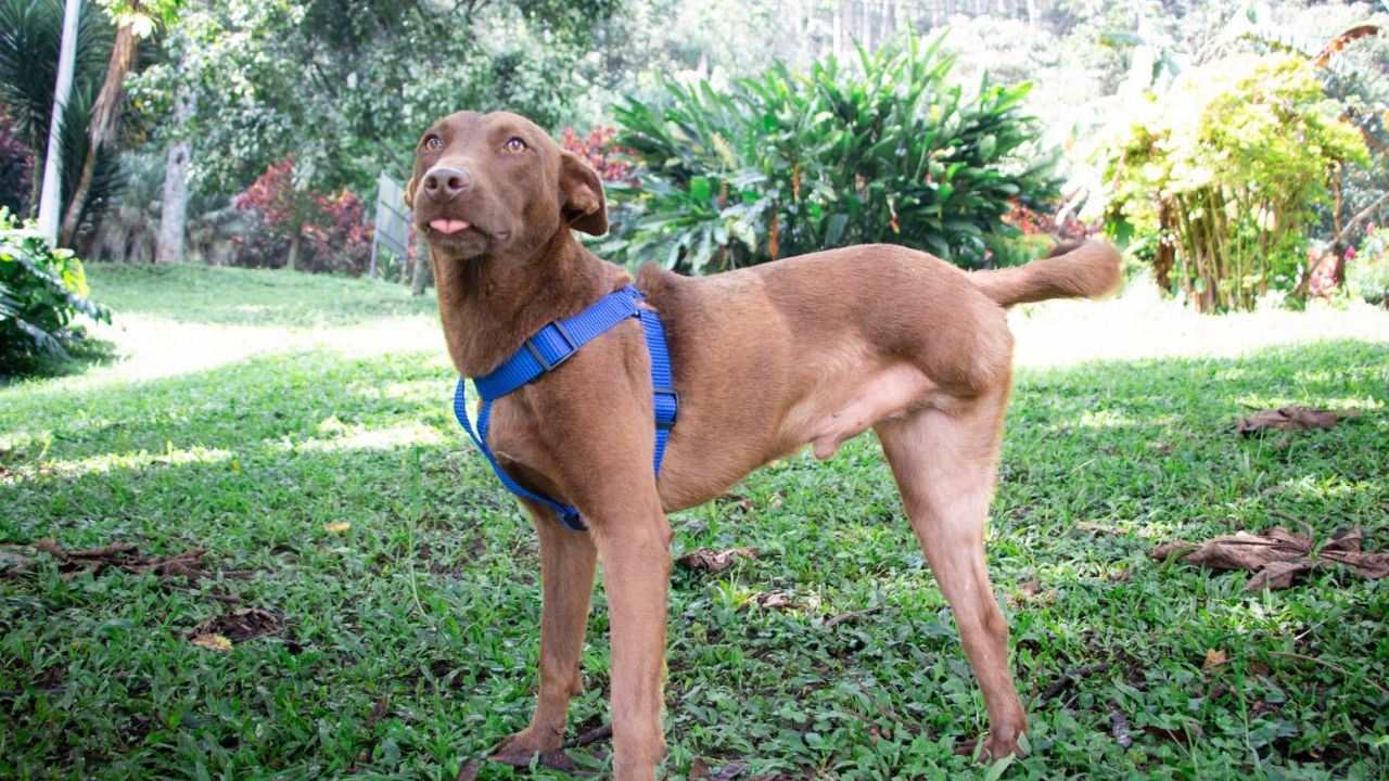  peludos con discapacidad buscan un hogar