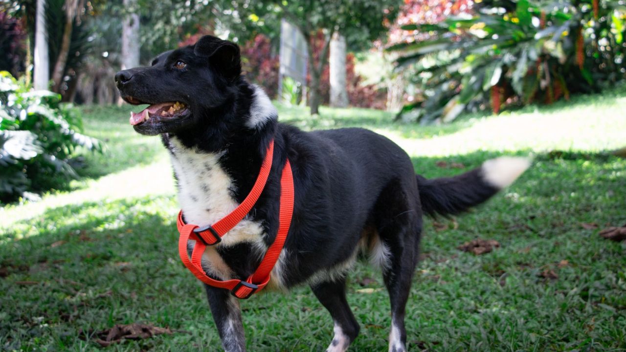 Jornada de adopción en Medellín: peludos con discapacidad buscan un hogar