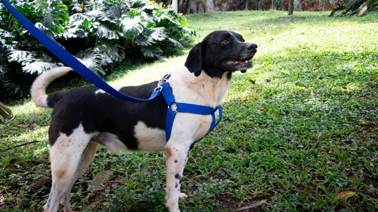 Jornada de adopción en Medellín: peludos con discapacidad buscan un hogar