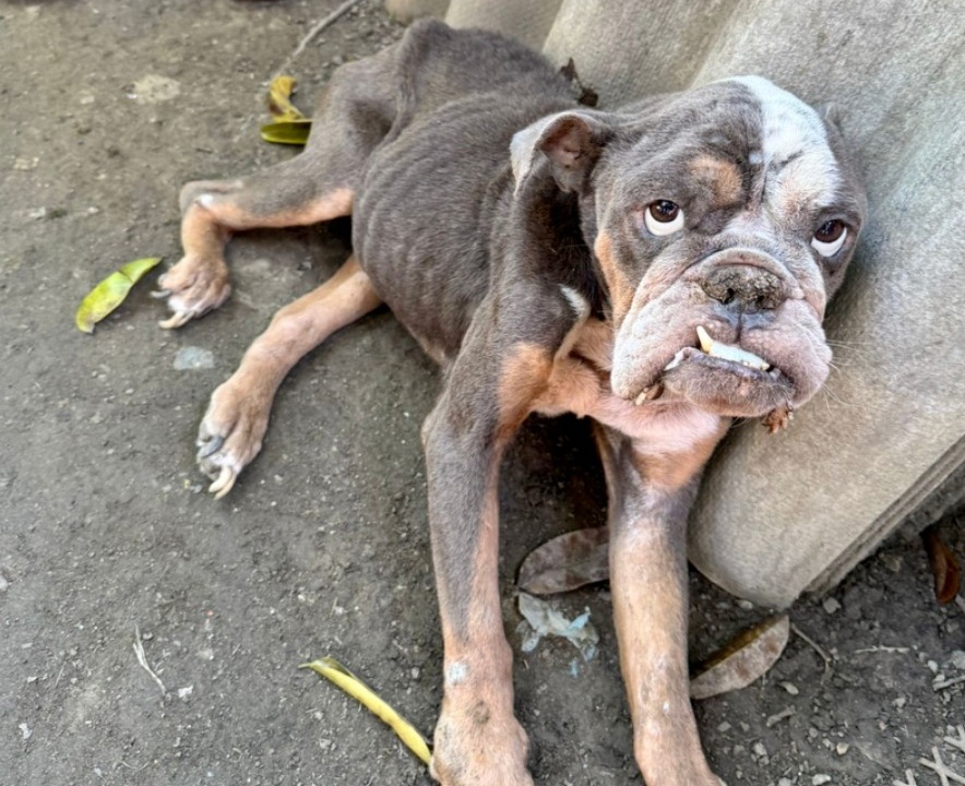 ¡Judicializado por maltrato animal! 15 especies rescatadas de cautiverio en Palmira