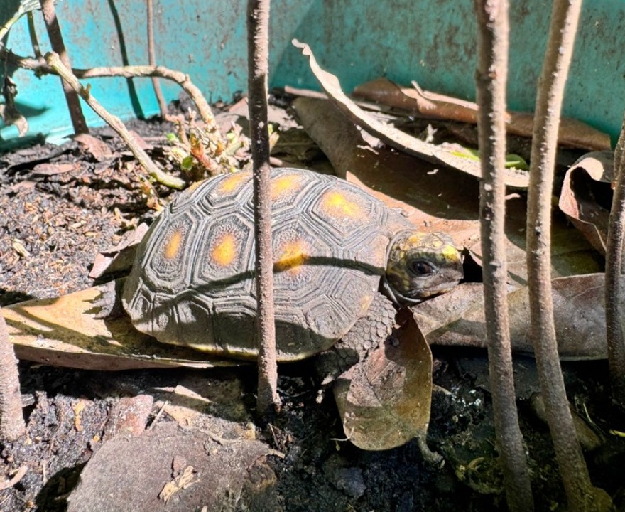 ¡Judicializado por maltrato animal! 15 especies rescatadas de cautiverio en Palmira