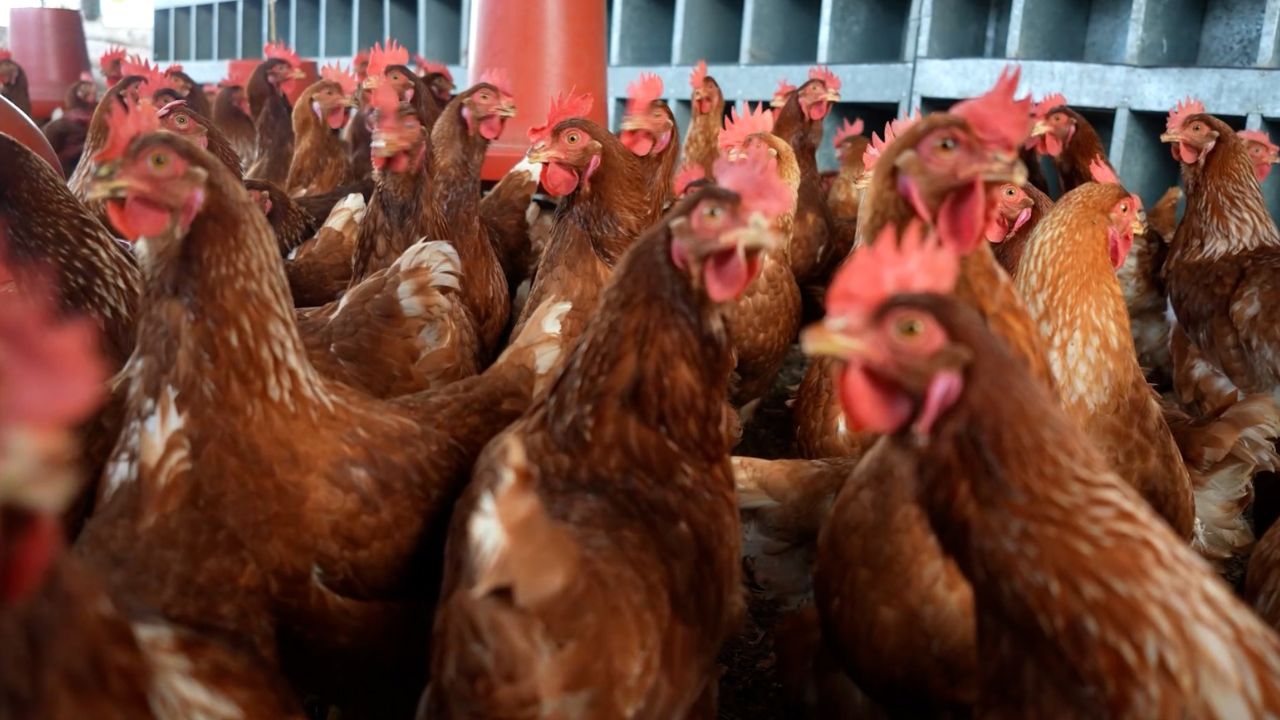 Medellín impulsa el campo con nuevos incentivos para productores agropecuarios