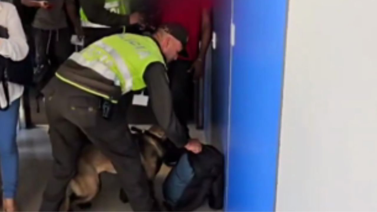 La canina ‘Molly’ pillo a sujeto con más de 500 gramos de marihuana en el aeropuerto de Rionegro
