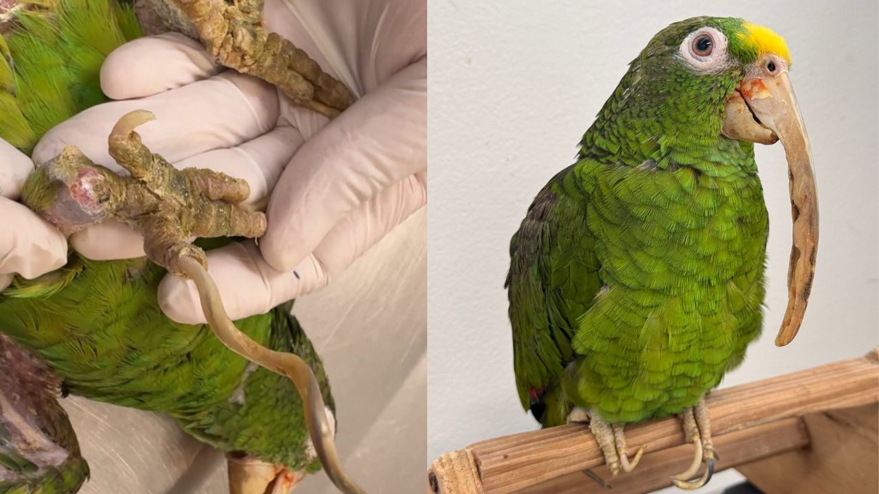 Lora frentiamarilla estuvo 32 años enjaulada: tiene totalmente deformado su pico