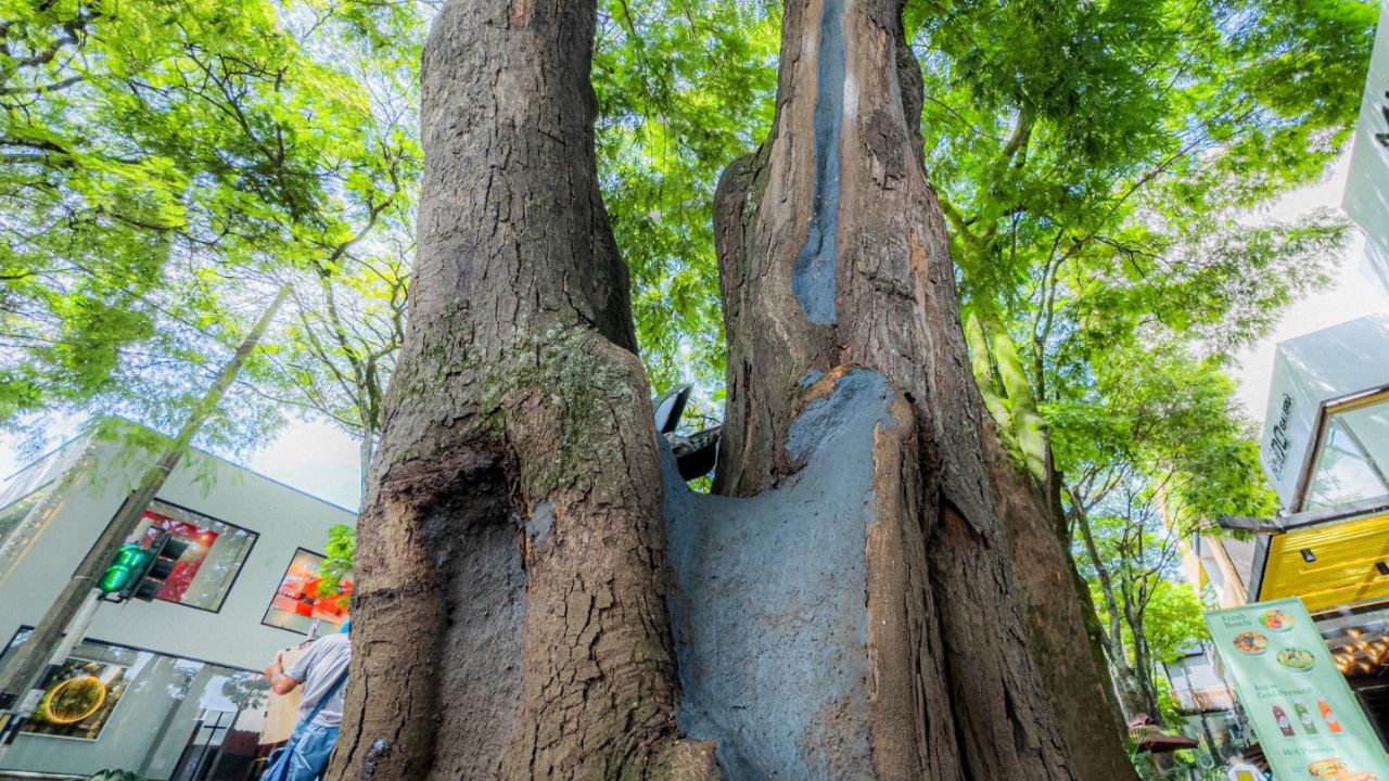 Árboles en riesgo serán talados en Provenza para proteger la vida y el ecosistema