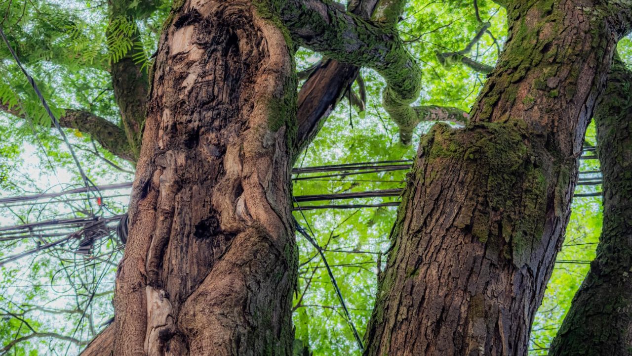 Árboles en riesgo serán talados en Provenza para proteger la vida y el ecosistema