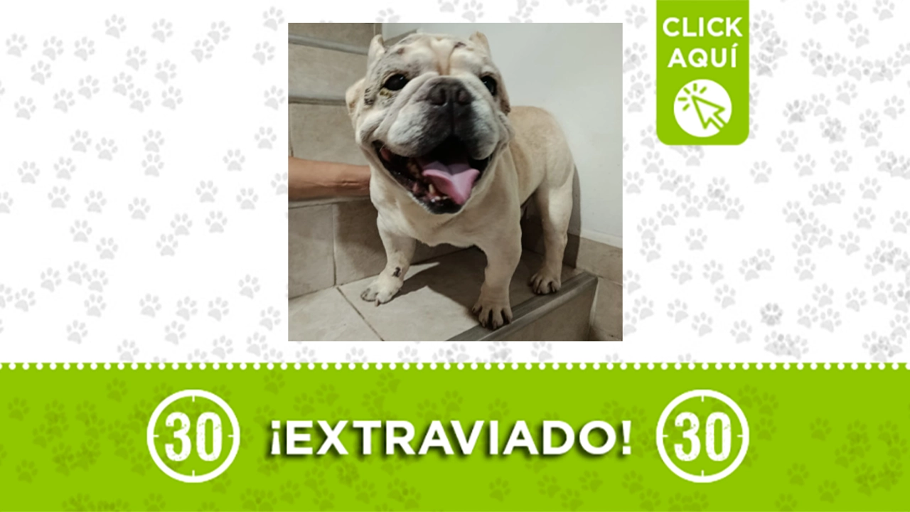 Este perrito estaba cerca del D1 de La Mansión en Villa Hermosa ¿Es suyo?