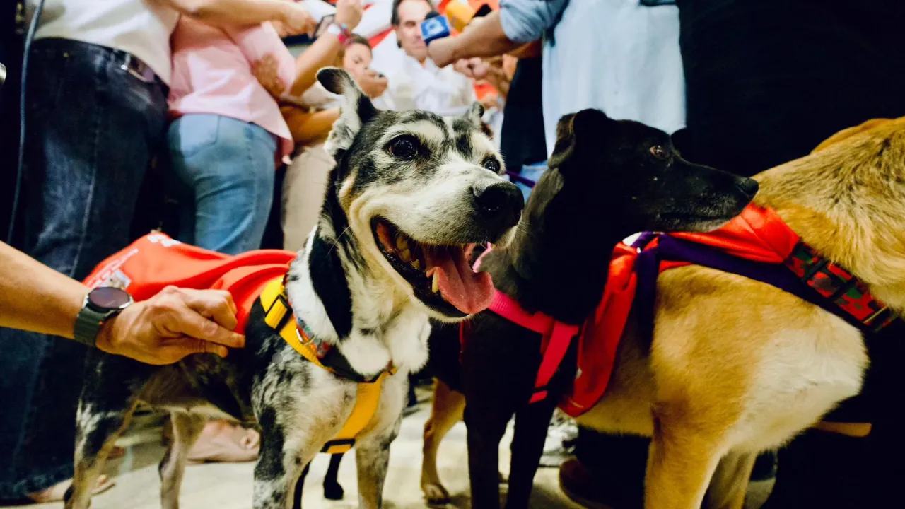  más de 2 mil animales de La Perla buscan un hogar