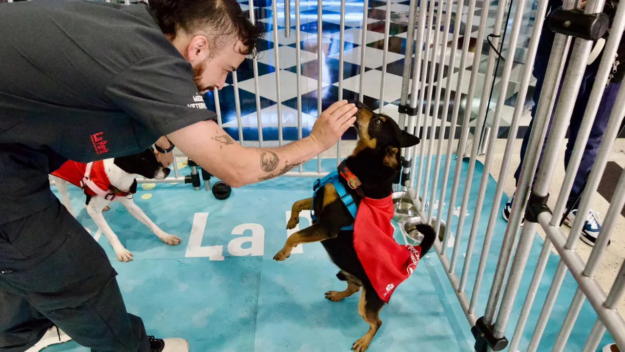  más de 2 mil animales de La Perla buscan un hogar