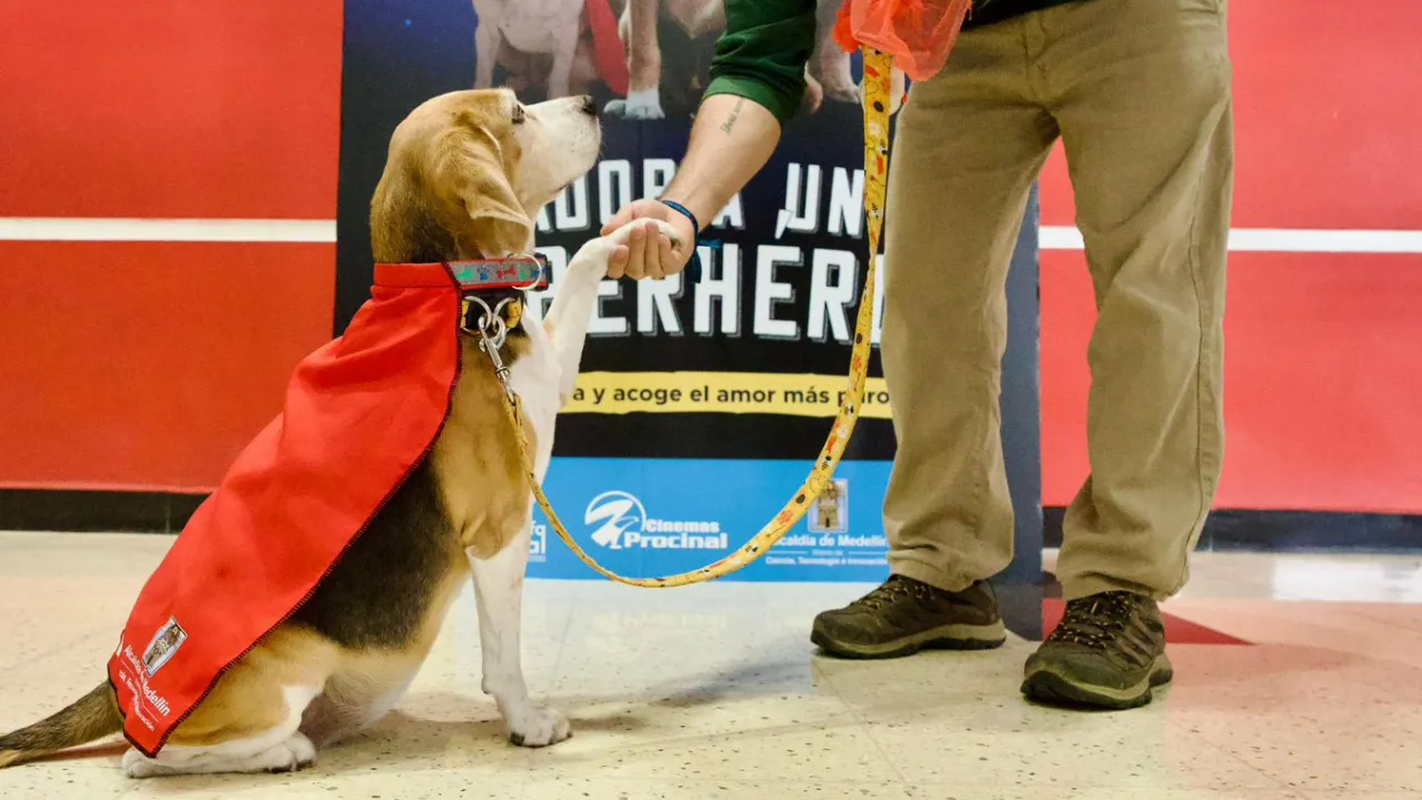  más de 2 mil animales de La Perla buscan un hogar