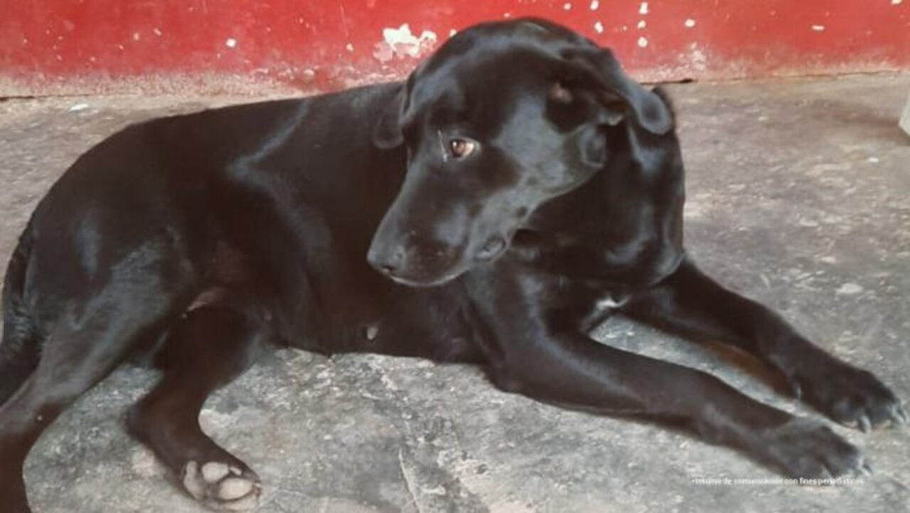 ¡Justicia para Alma! Veterinario le practico la eutanasia a perrita gestante sin razón en Antioquia
