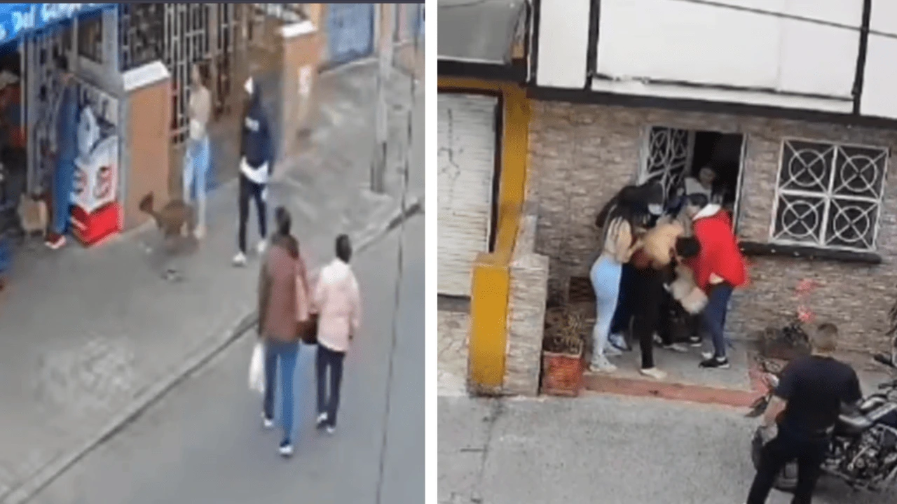 ¡Quedo grabado! Pitbull ataca a una adulta mayor y su mascota en Bogotá