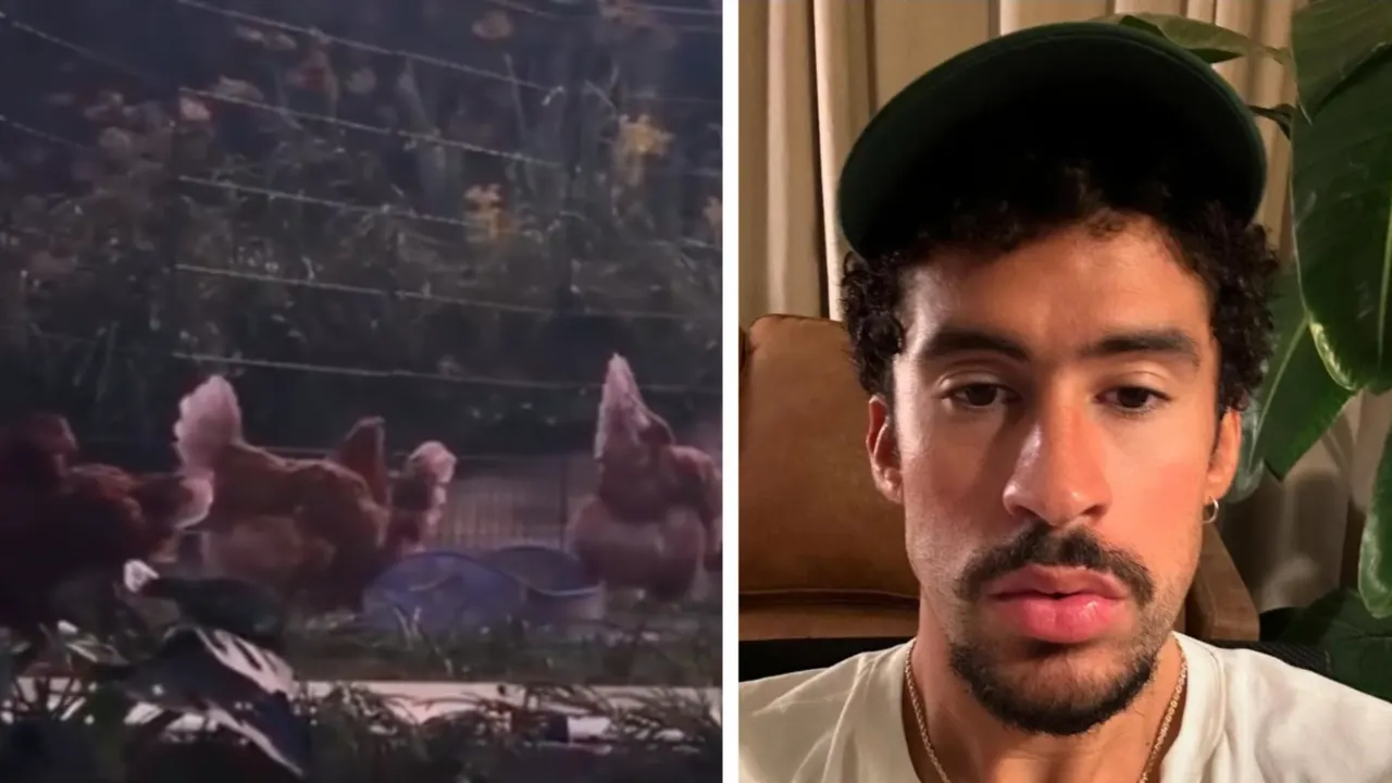 Bad Bunny enfrenta una lluvia de críticas por usar gallinas vivas en sus conciertos en Puerto Rico. PETA lo acusa de normalizar el maltrato animal, aunque su producción asegura que las aves están bien cuidadas y no expuestas al ruido fuerte. La controversia mantiene al artista en el centro del debate sobre la ética en el entretenimiento.