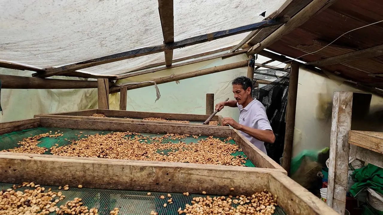¡Sembrando Futuro! Medellín impulsa su caficultura con apoyo directo para 200 Productores