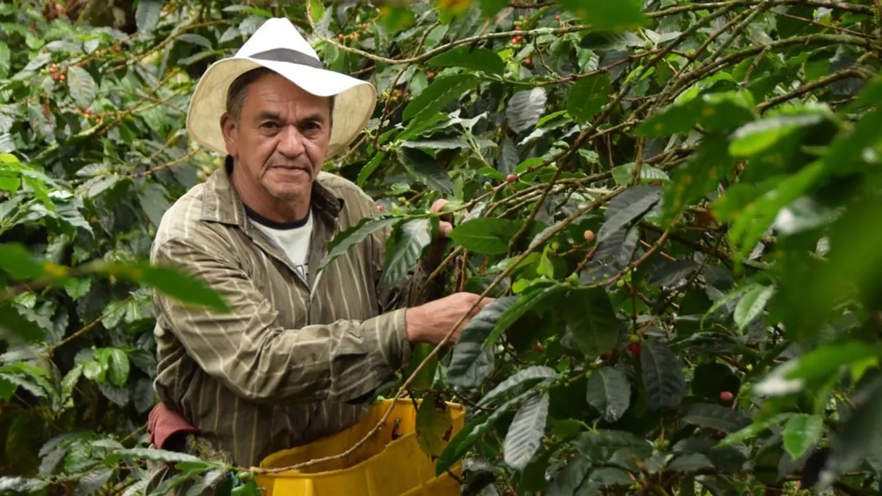 ¡Sembrando Futuro! Medellín impulsa su caficultura con apoyo directo para 200 Productores