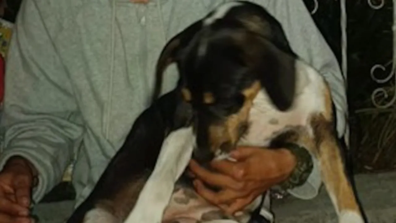 ¡Justicia para 'Amiga' y 'Samanta'! Judicializados dos hombres por maltrato animal en Tolima y Antioquia
