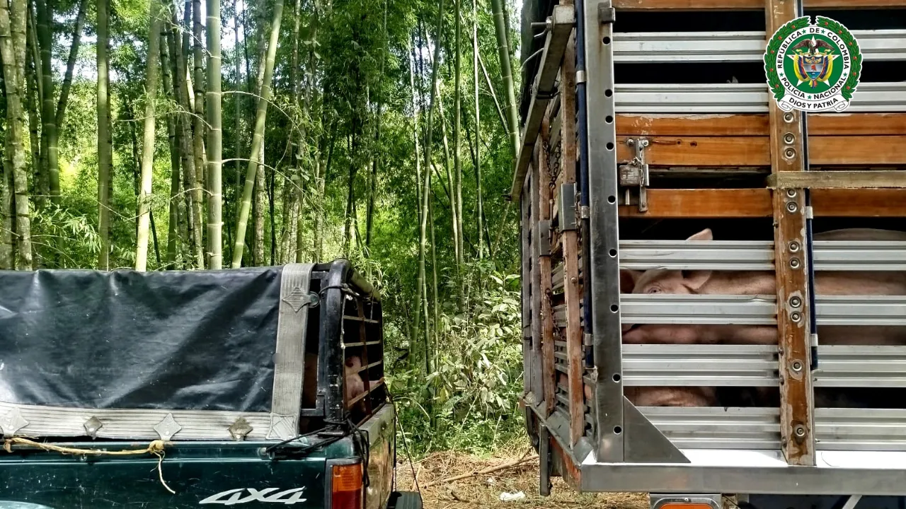 ¡No era cuento del lobo! Cayeron robando cerdos en plena vía en Antioquia
