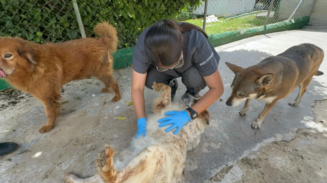 ¡Héroes! Más de 500 mascotas rescatadas en emergencias por lluvias en Medellín