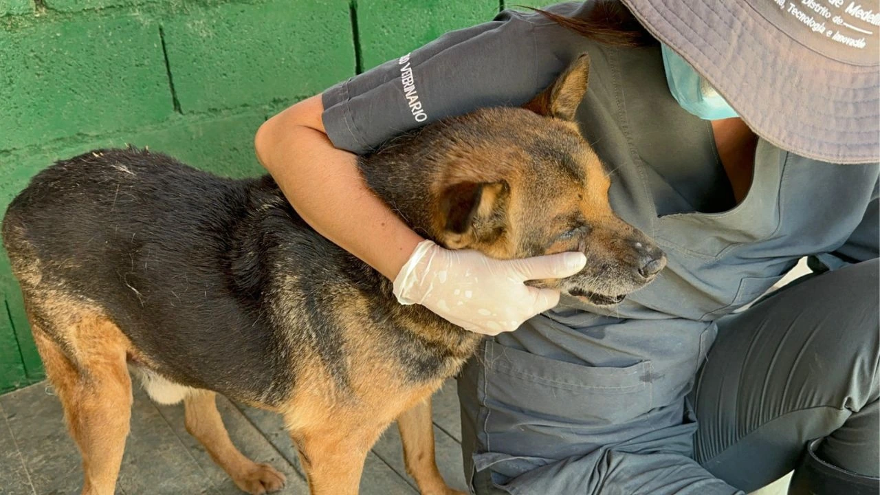 Centro de Bienestar Animal La Perla desmiente denuncia de maltrato animal