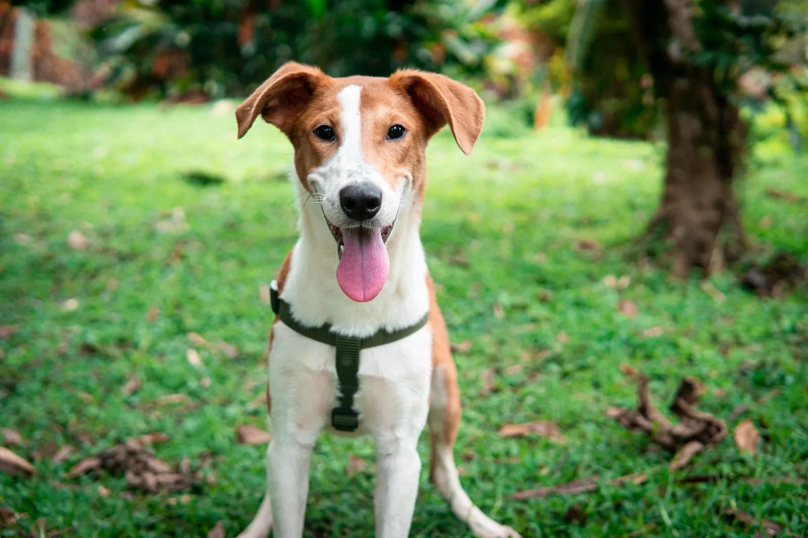 ¡Peludos con futuro! Centro de Bienestar La Perla se luce con miles de rescates y adopciones en Medellín