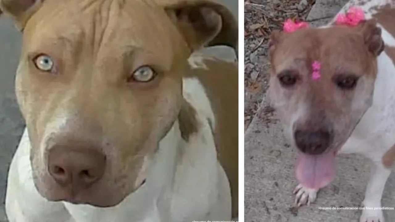 ¡Justicia para 'Amiga' y 'Samanta'! Judicializados dos hombres por maltrato animal en Tolima y Antioquia
