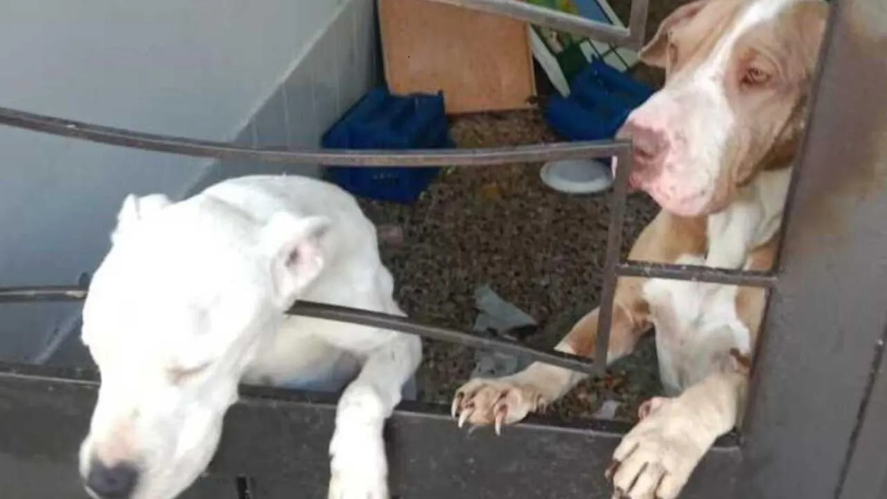 ¡Indignante! Rescatan dos perros en estado crítico de una terraza en San Cristóbal, Bogotá