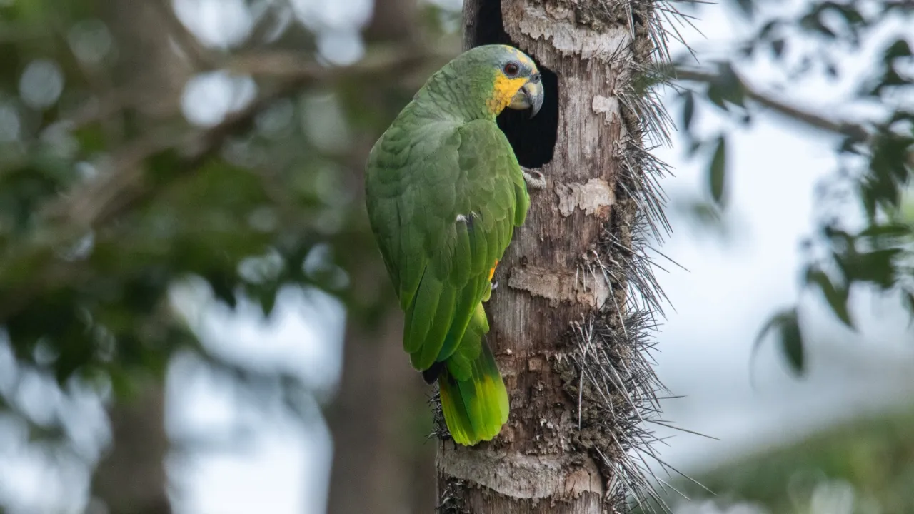 Medellín activa rutas para denunciar el maltrato animal