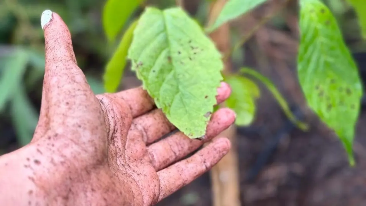 ¡Medellín, más verde que nunca! La ciudad apunta a superar los 100.000 árboles sembrados desde el 2024