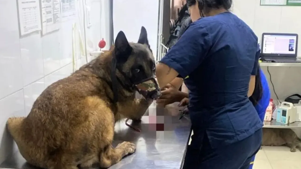 Murió 'Sansón', el perro antiexplosivos que salvó a 30 soldados en Yondó