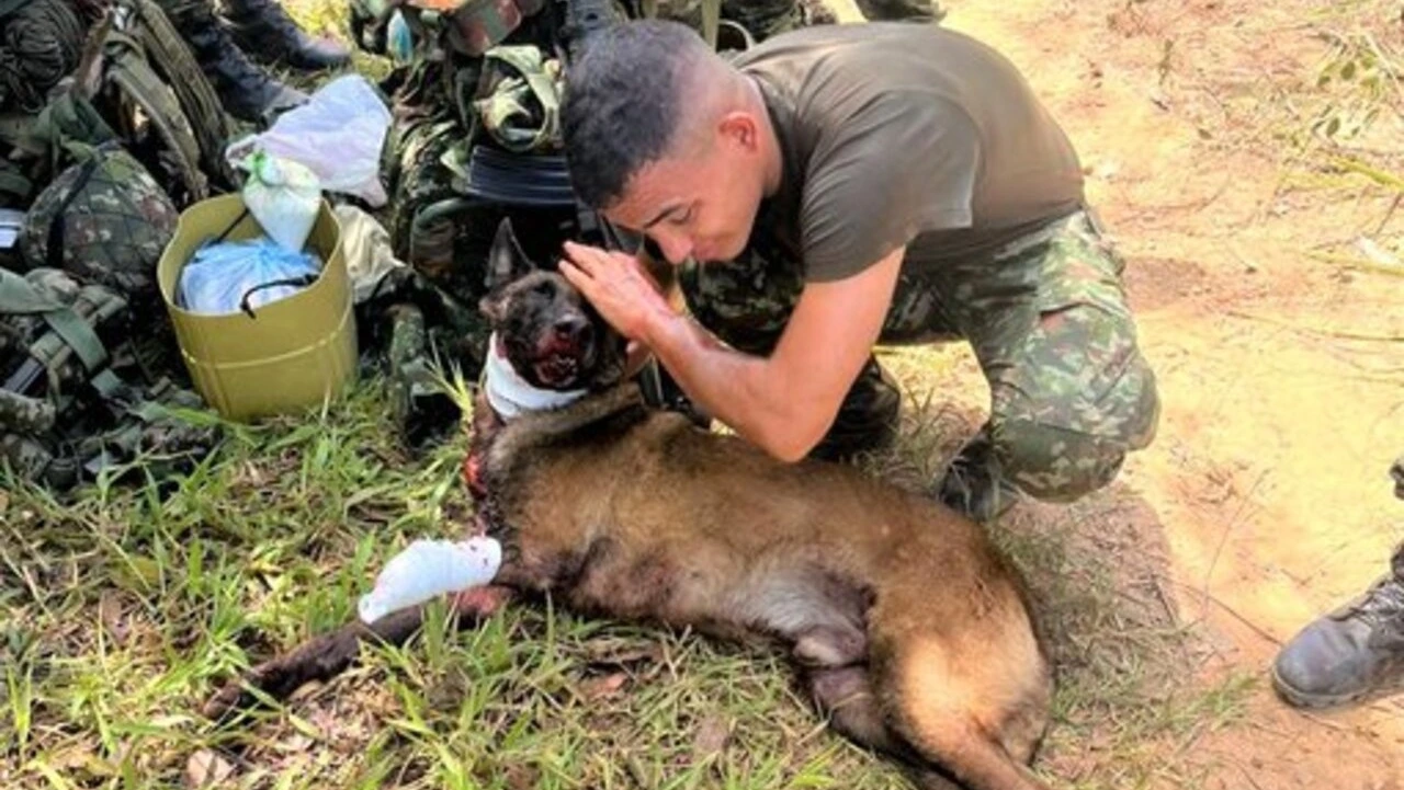 ¡Valiente canino! Sansón pierde una pata y salva la vida de 36 soldados en Antioquia
