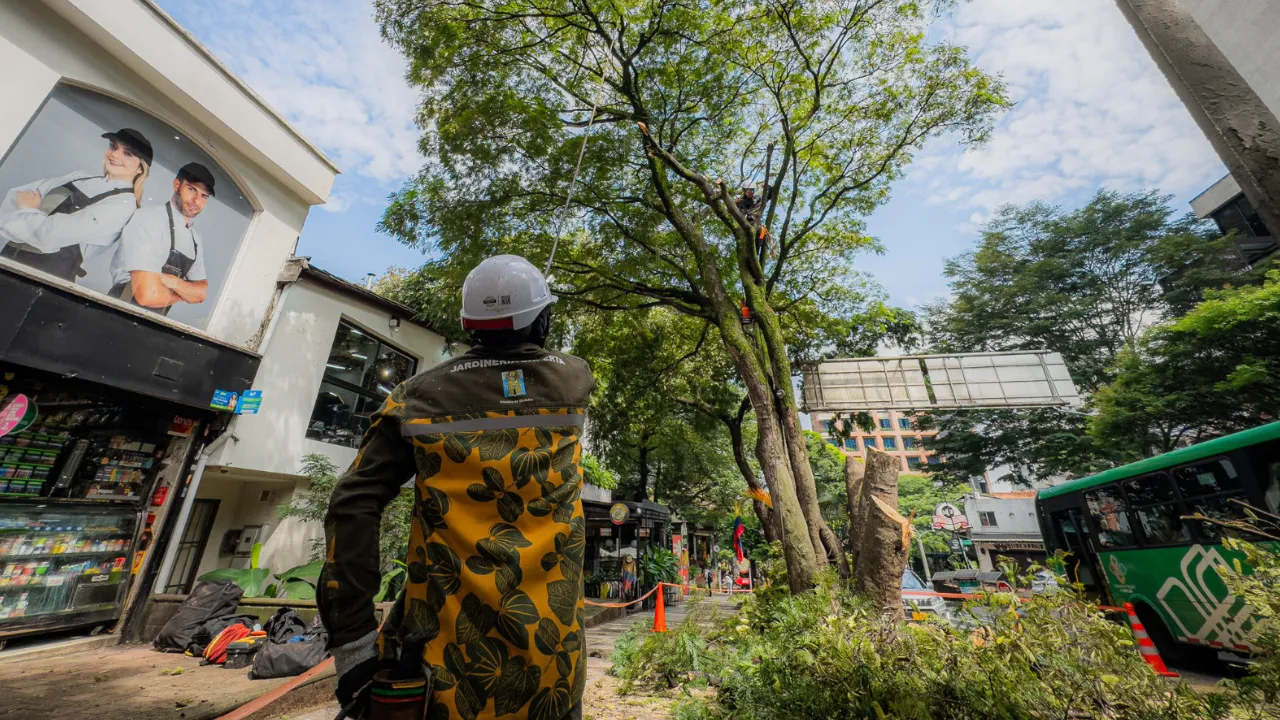 Talan árboles en riesgo para proteger vidas en Laureles, El Poblado y La Candelaria