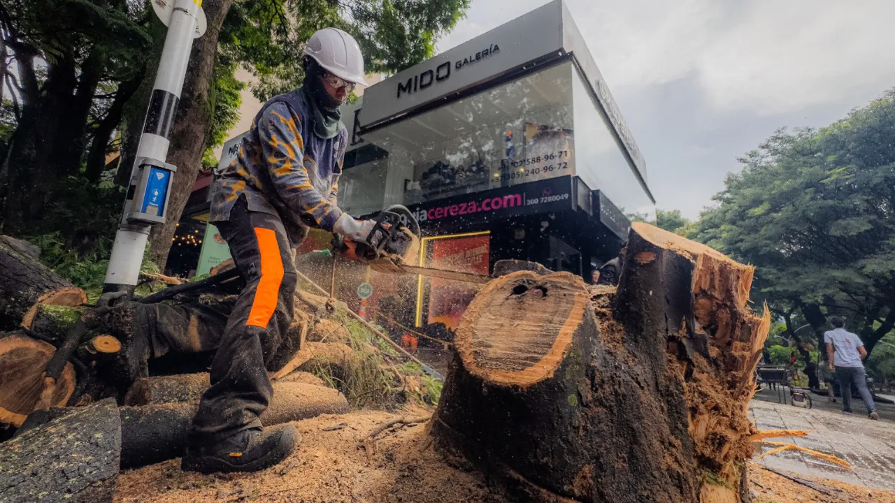 Talan árboles en riesgo para proteger vidas en Laureles, El Poblado y La Candelaria