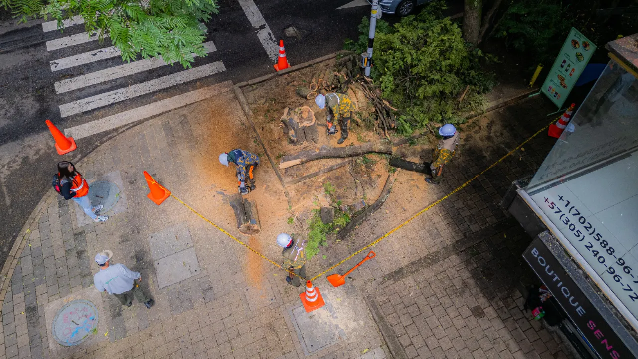 Talan árboles en riesgo para proteger vidas en Laureles, El Poblado y La Candelaria