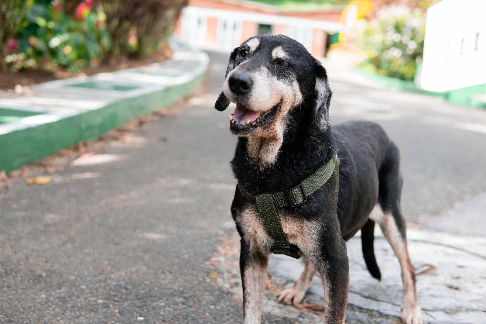 ¡Llevan más de 10 años esperando un hogar! 767 animales olvidados en La Perla