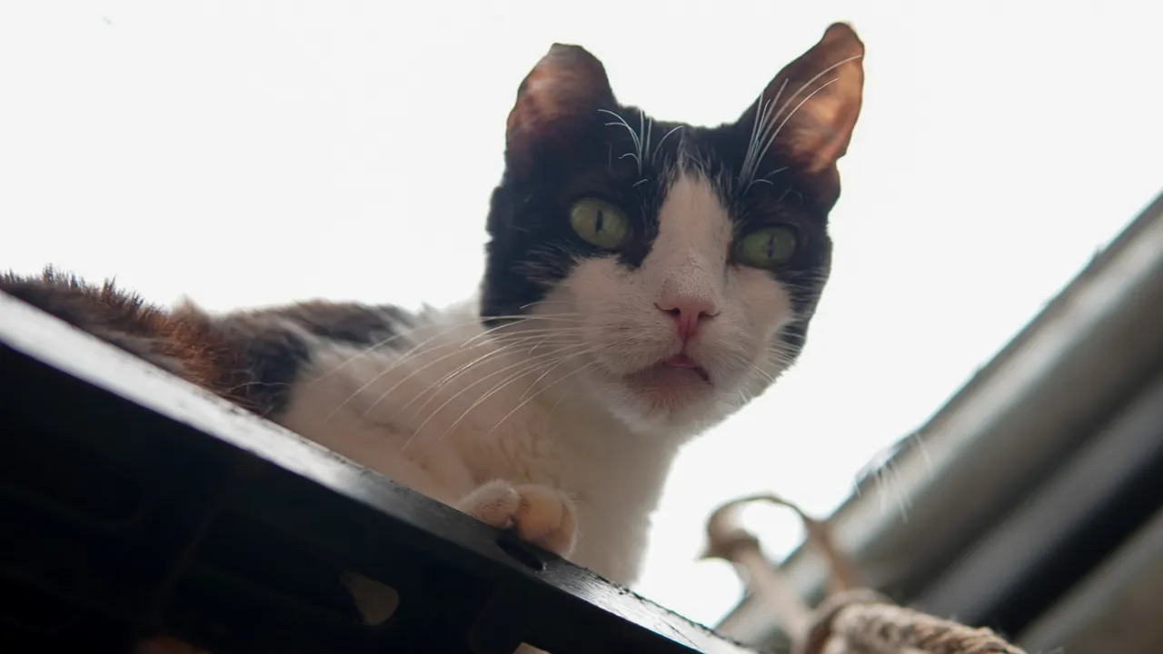 ¡Llevan más de 10 años esperando un hogar! 767 animales olvidados en La Perla
