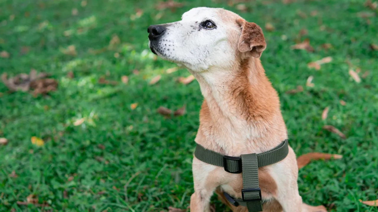 ¡Llevan más de 10 años esperando un hogar! 767 animales olvidados en La Perla