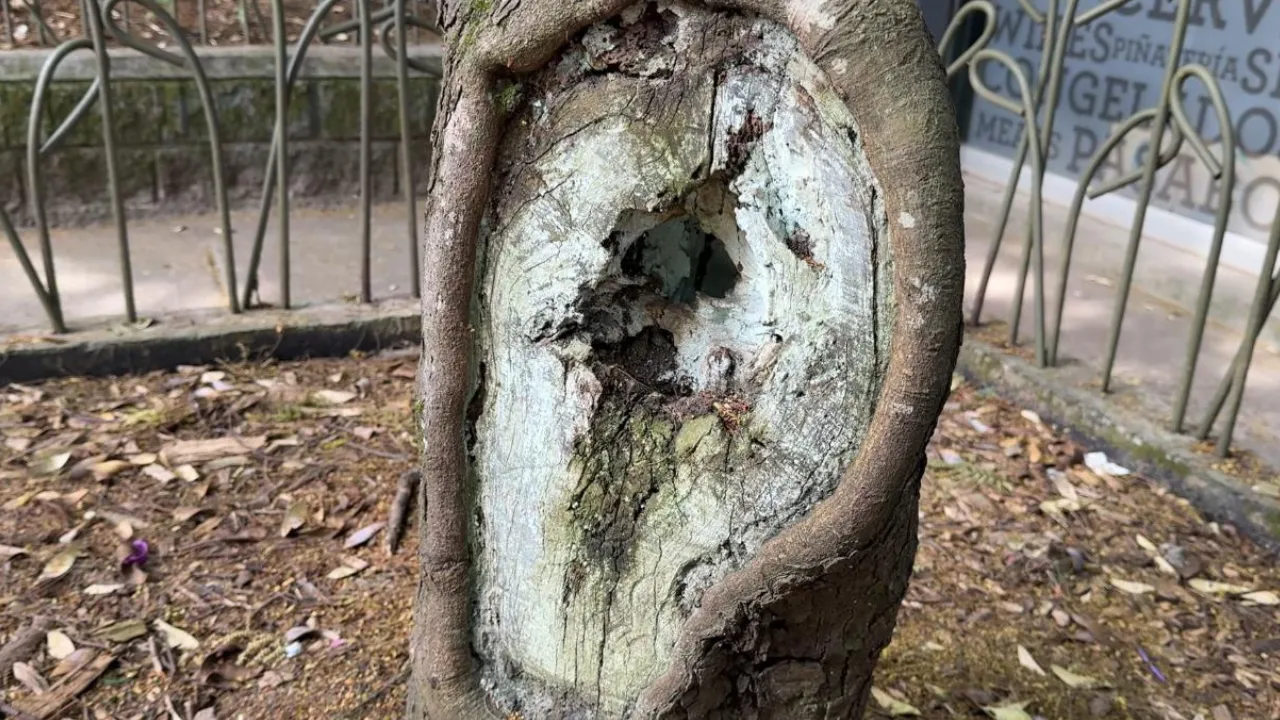 Descuido ciudadano deja 20 árboles menos en Medellín