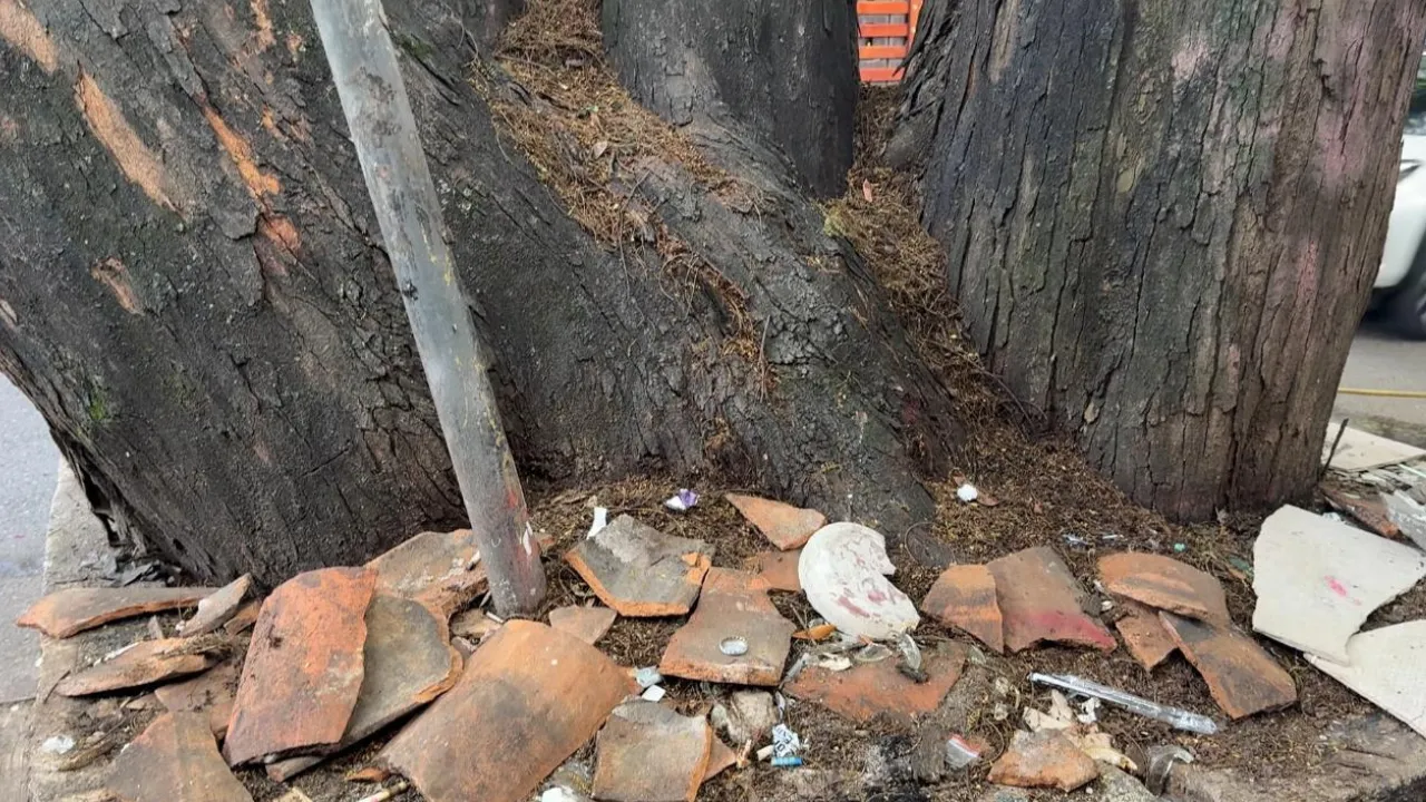 Descuido ciudadano deja 20 árboles menos en Medellín