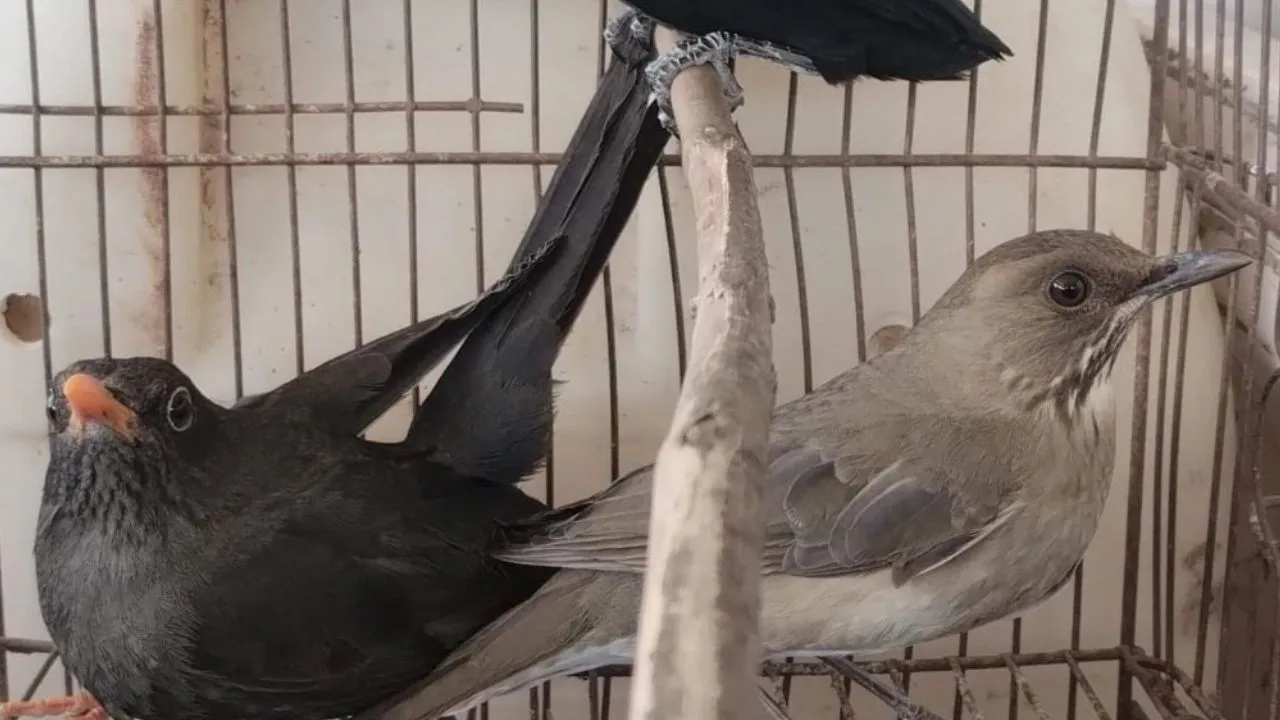 Gelma y la Fiscalía investigan un posible envenenamiento masivo de aves silvestres en Cali