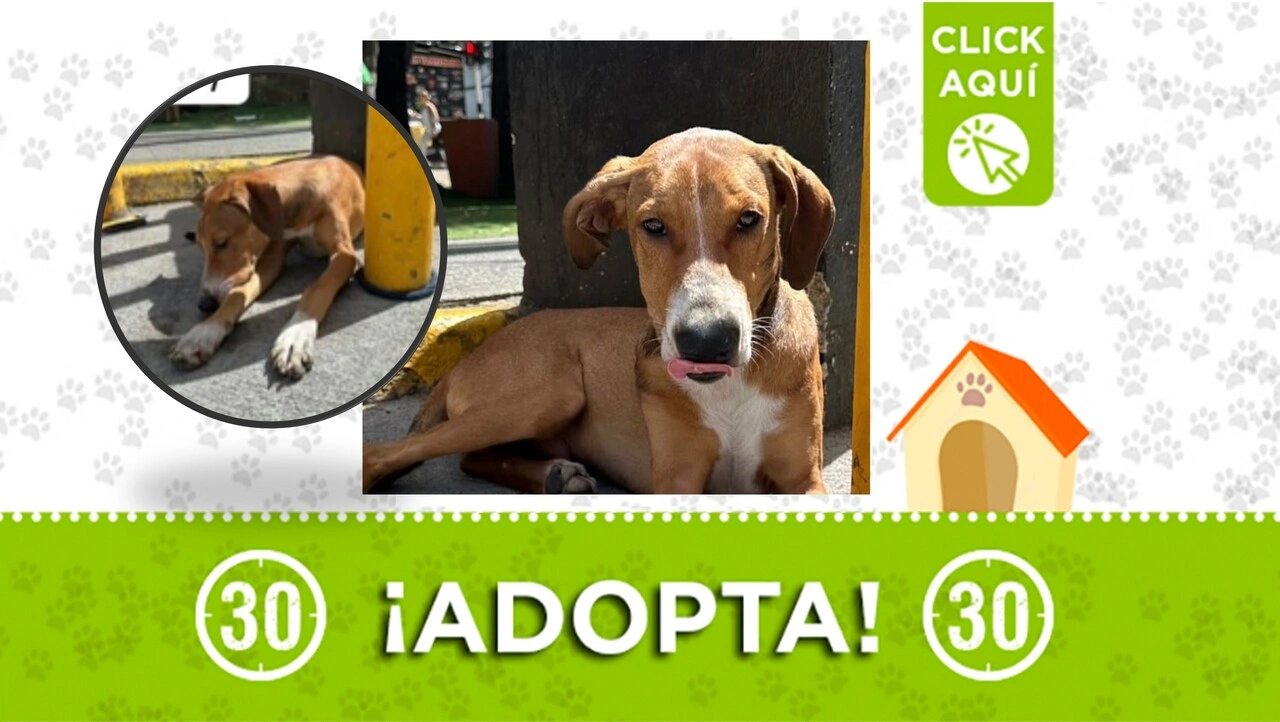 ¡Lo dejaron tirado en la calle y se fueron! Cachorrito abandonado en Bello busca hogar: es urgente