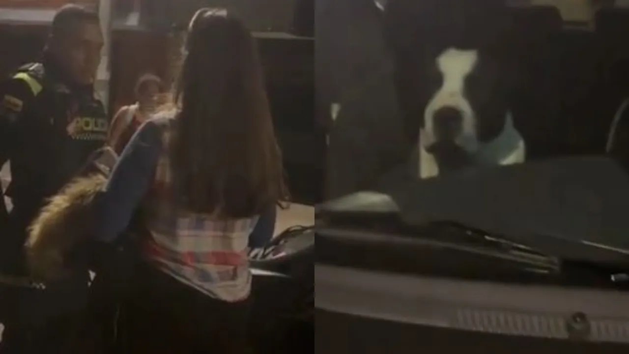 Le cayó una multa por dejar a su perrito encerrado en el carro en Bogotá