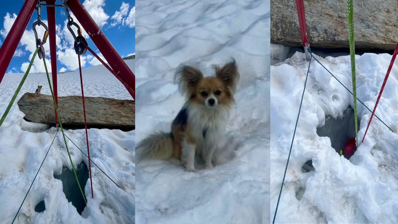 ¿Una estatua de hielo? No, es el chihuahua ¨salvador¨: sin pánico ayudó a rescatar a su amo de una grieta de hielo