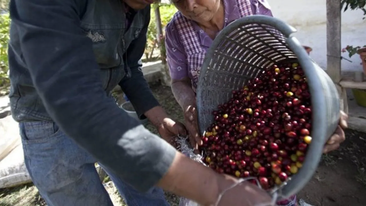 Alcaldes del Suroeste de Antioquia piden refuerzos para proteger la cosecha cafetera