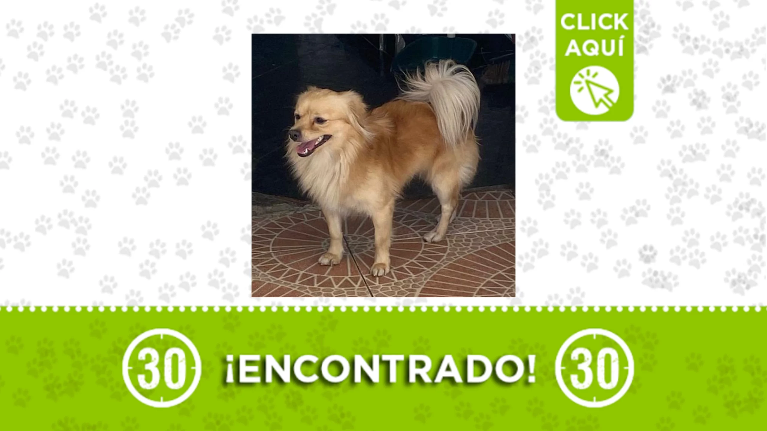 perrito encontrado en san javier